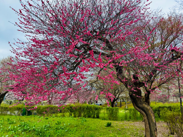 HD_Takamatsu Park 2 Japan