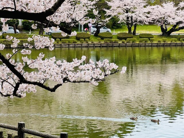 HD_Takamatsu Park Japan