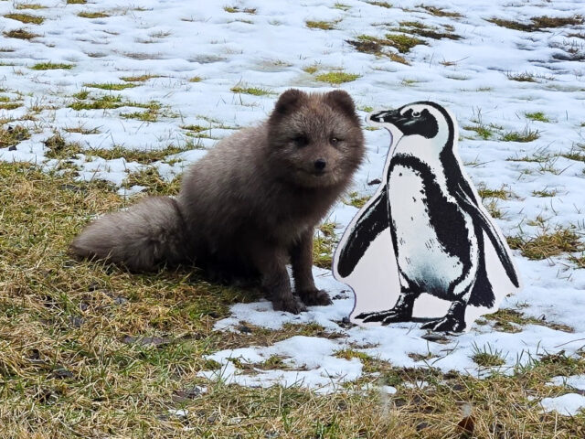 SZ-Wattson_IcelandwithFox